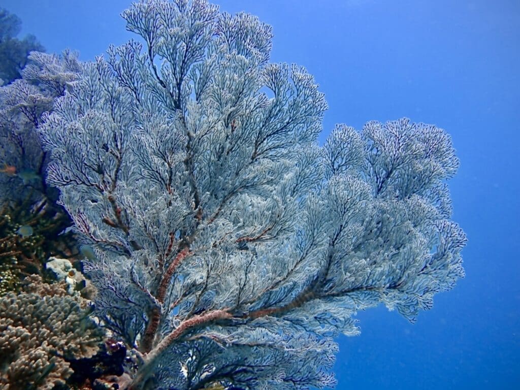 Sea fan coral while diving near Rote Island