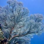 Sea fan coral while diving near Rote Island