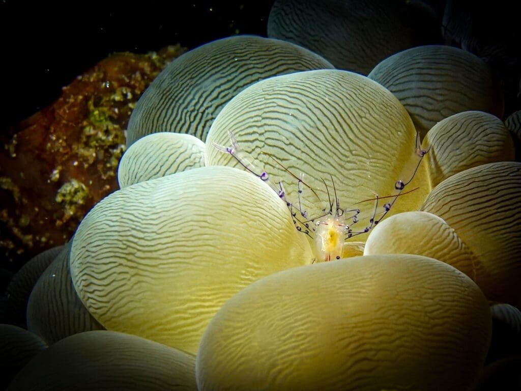 Macro underwater photo of bubble coral while diving near Rote Island
