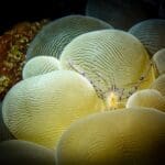 Macro underwater photo of bubble coral while diving near Rote Island
