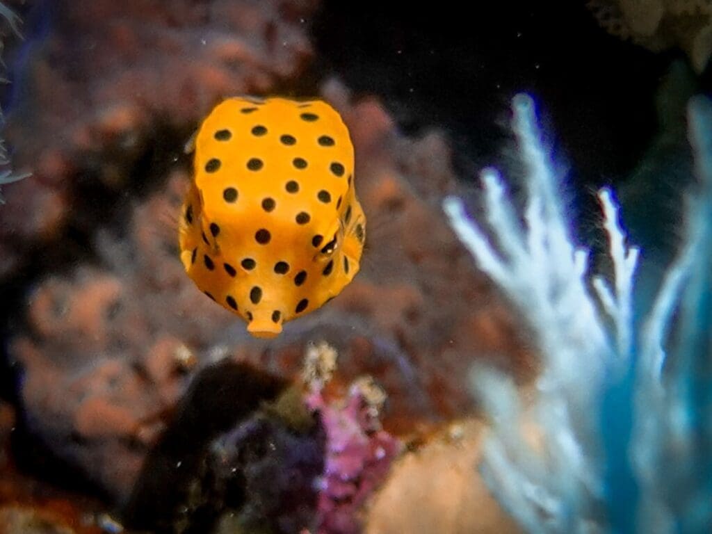 Juvenile boxfish while diving near Rote Island