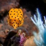 Juvenile boxfish while diving near Rote Island
