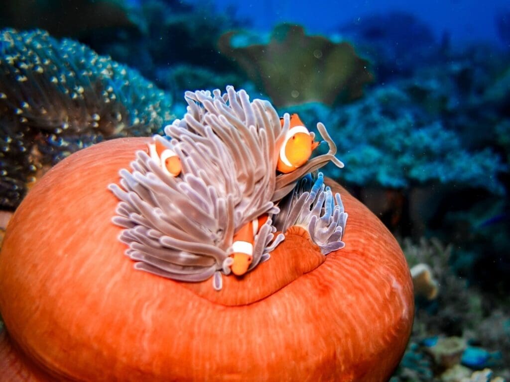 Clownfish in anemone while diving near Rote Island