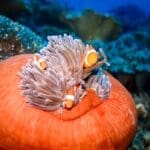 Clownfish in anemone while diving near Rote Island